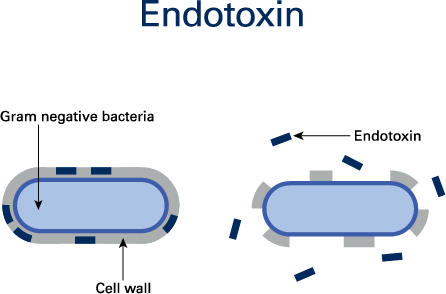 What Is Endotoxin? Understanding Its Source, Mechanism, and Detection